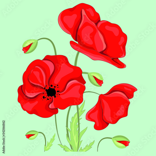 Beautiful red blossom poppy vector illustration