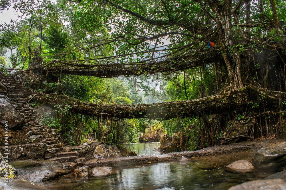 The well known signature double Decker living root bridges formed of living plant roots by shaping the tree roots. Winter trek to Nongriat village in east Khasi hills of Meghalaya, India.