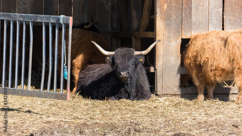 Scottish highland cow with black fur resting at a barn gate photo