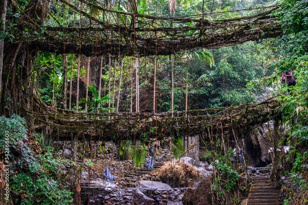 Φωτογραφία The well known signature double Decker living root bridges formed of living plant roots by shaping the tree roots