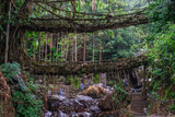 The well known signature double Decker living root bridges formed of living plant roots by shaping the tree roots. Winter trek to Nongriat village in east Khasi hills of Meghalaya, India.