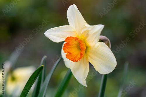 Daffodil growing in a garden bed
