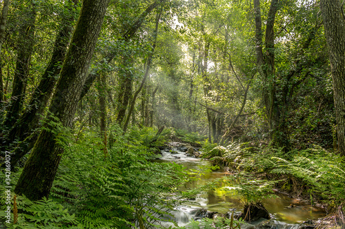 Fototapeta Naklejka Na Ścianę i Meble -  Forest river with big vegetation