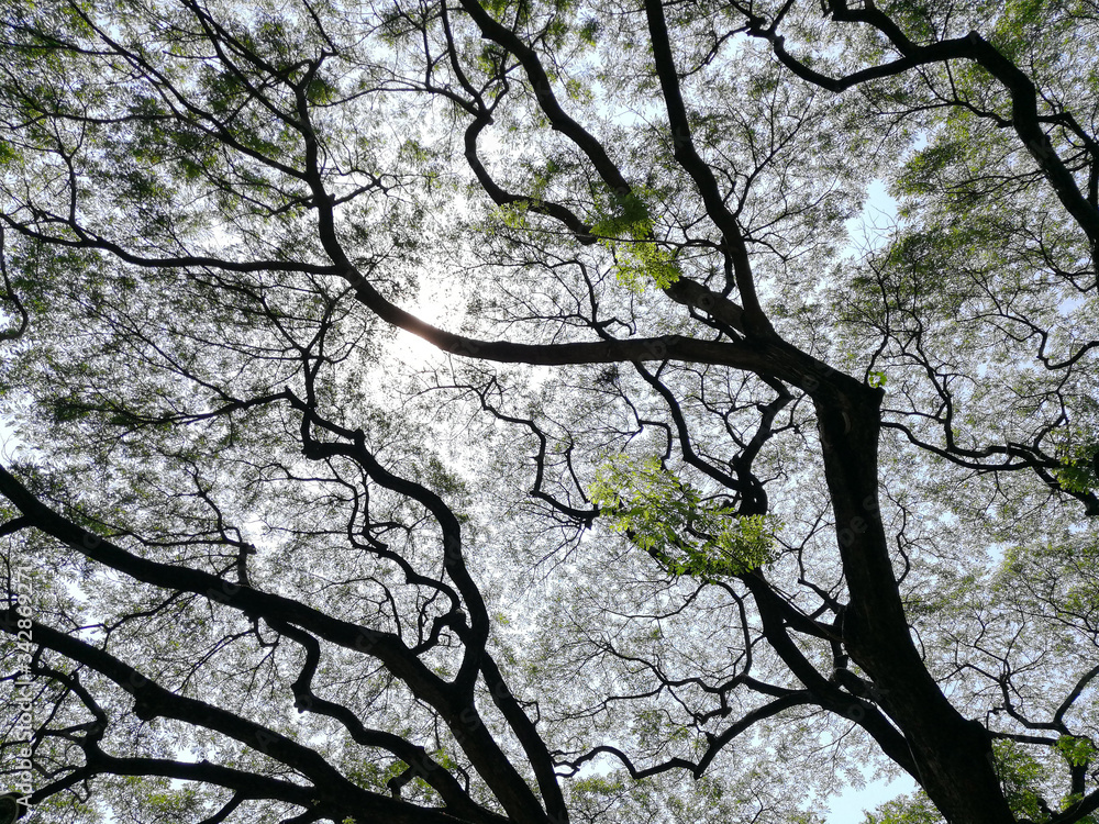 The old Rain Tree with many branches for backgrounds texture
