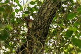 Red squirrel in the wild - Ribeira da Foz - Chamusca - Portugal