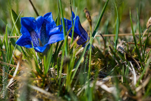 springs in the Alps of Austria