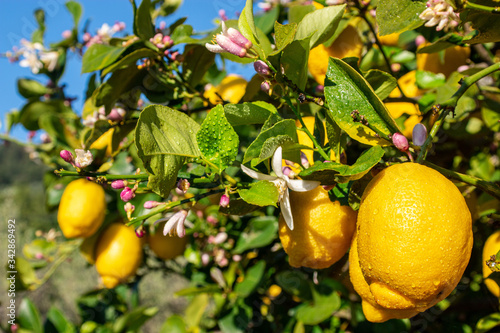 Citrons naturels dans son arbre.