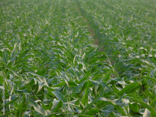 green corn field