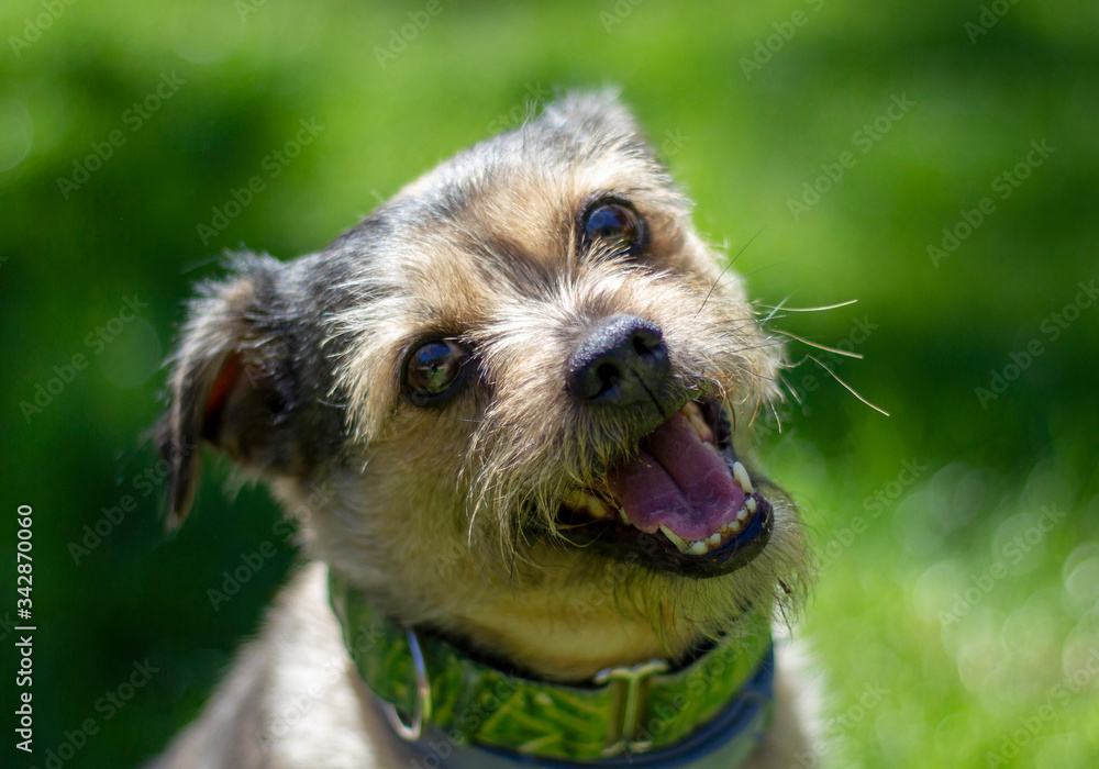 Portrait of a brown happy dog in green grass Portrait of a brown happy dog in green grass
