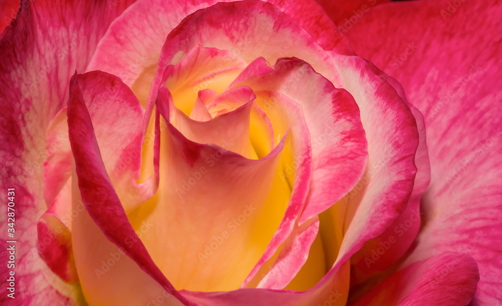 Macro red yellow rose. Flower red yellow colours. Spring red and yellow rose flower in the garden. Macro red yellow rose. Flower red yellow colours. Spring red and yellow rose flower in the garden.