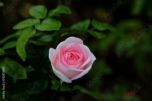 Grandiflora Mother of Pearl Rose flower blooms on the bush in the Garden, macro, blurred green background.