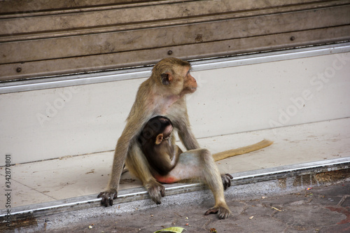 Monkey sitting with his cub on a street in Lopburi