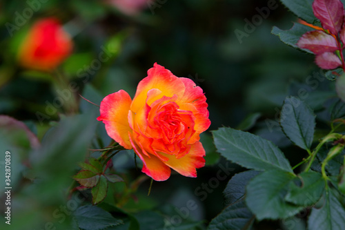 Garden Delight rose, Floribunda rose, Pink rose flowers in bloom on the bush, macro, blurred green background