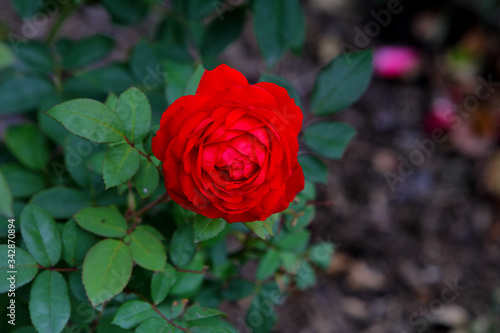 Deep red rose flower blooms on the bush, macro, blurred green background.