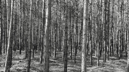 Fototapeta Naklejka Na Ścianę i Meble -  młody las