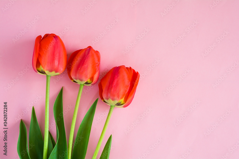 Bouquet of red tulips on a pink background Bouquet of red tulips on a pink background