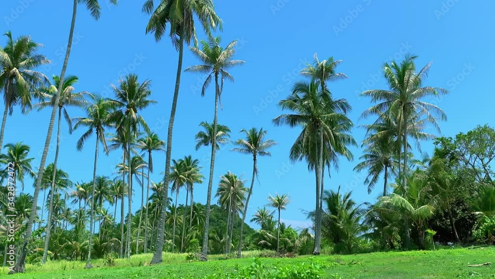 Beautiful view of tall palm is growing on plantation of tropical island on sunny day. Amazing natural landscape of green trees grow under blue sky in exotic place. Unique flora in environment of Beautiful view of tall palm is growing on plantation of tropical island on sunny day. Amazing natural landscape of green trees grow under blue sky in exotic place. Unique flora in environment of