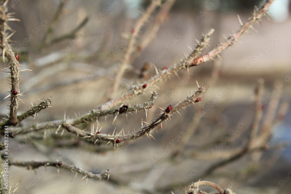 prickly branches of a rosehip Bush prickly branches of a rosehip Bush
