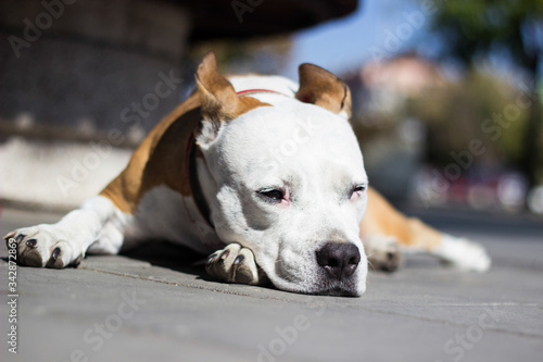 Fototapeta Naklejka Na Ścianę i Meble -  Tired dog resting outdoors. Leaning on his legs