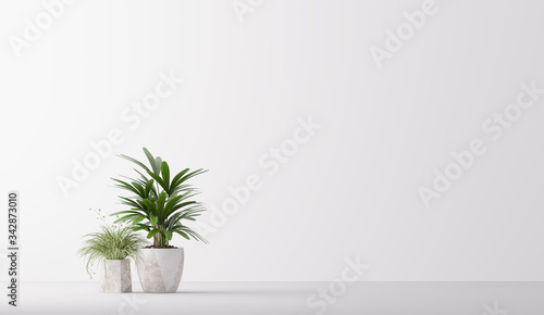 plant in pot isolated on white background. Minimal houseplant home decor, 3D render