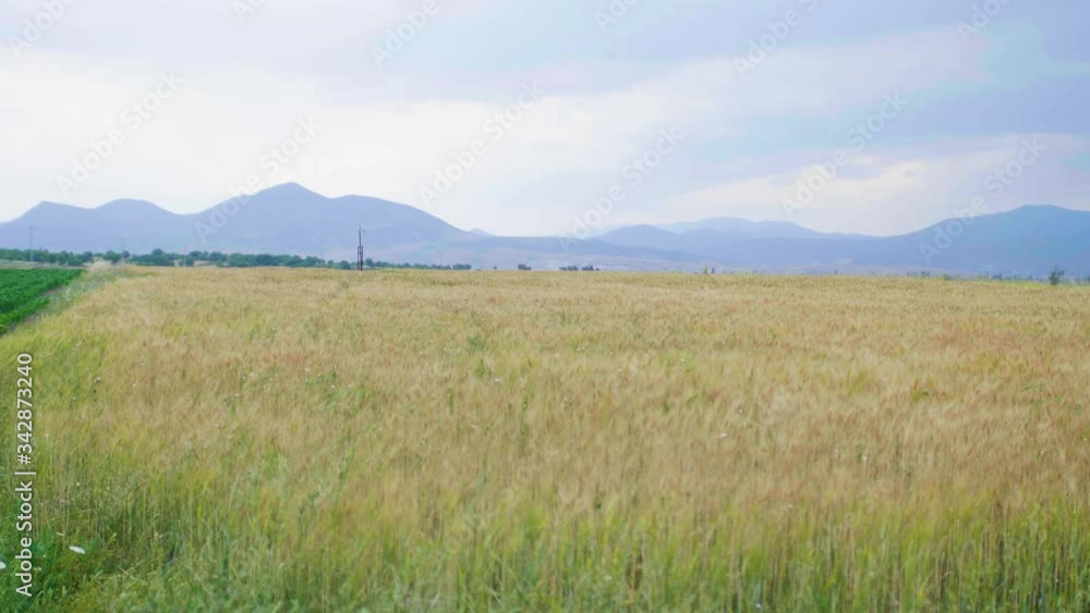 wheat field wheat field