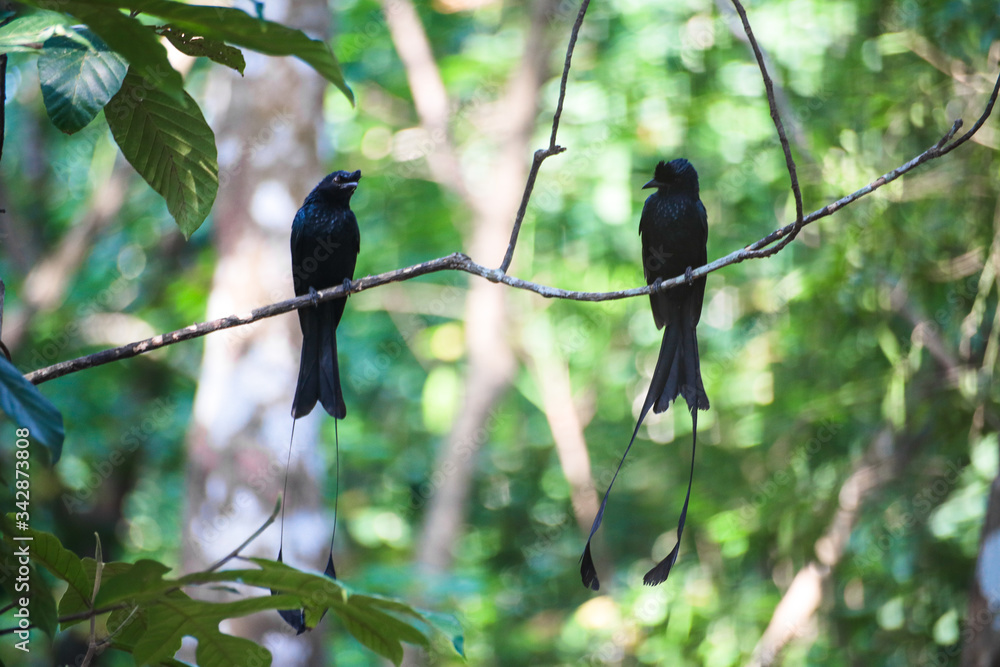 Obraz premium bird on a branch
