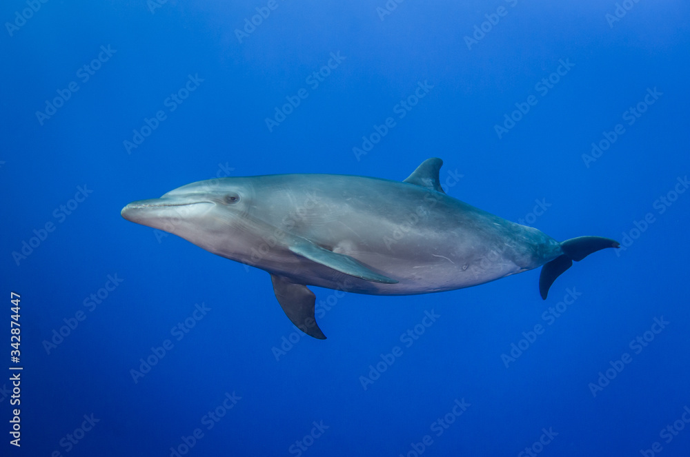 Fototapeta premium dolphins in the blue
