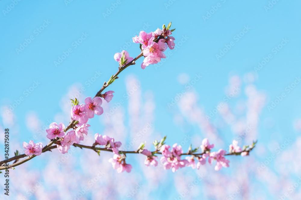 Pink peach flowers on twigs on blue sky background on spring time closeup. Nature photography