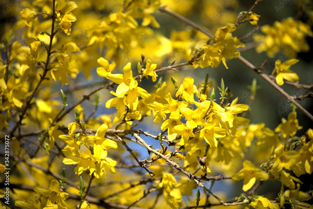 Forsythia flowers (Forsythia Vahl) in the garden. Forsythia flowers (Forsythia Vahl) in the garden.