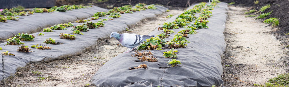 Obraz premium Strawberry seedlings are planted in rows with black plastic protecting them. drip irrigation for strawberries. spring planting of seedlings