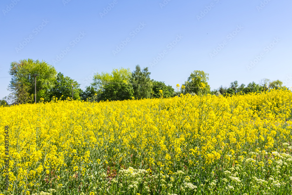 Blühendes Rapsfeld