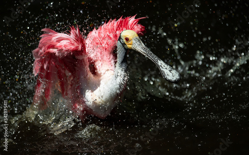 Obraz na płótnie Roseate Spoonbill Bathing