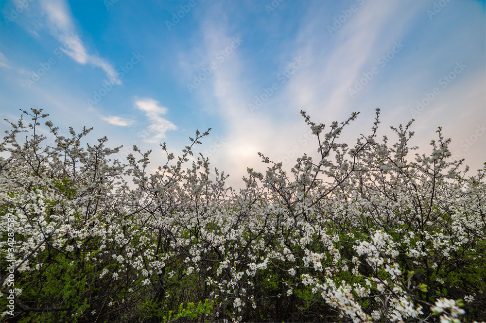 Spring landscape with flowers on bush of blackthorn
