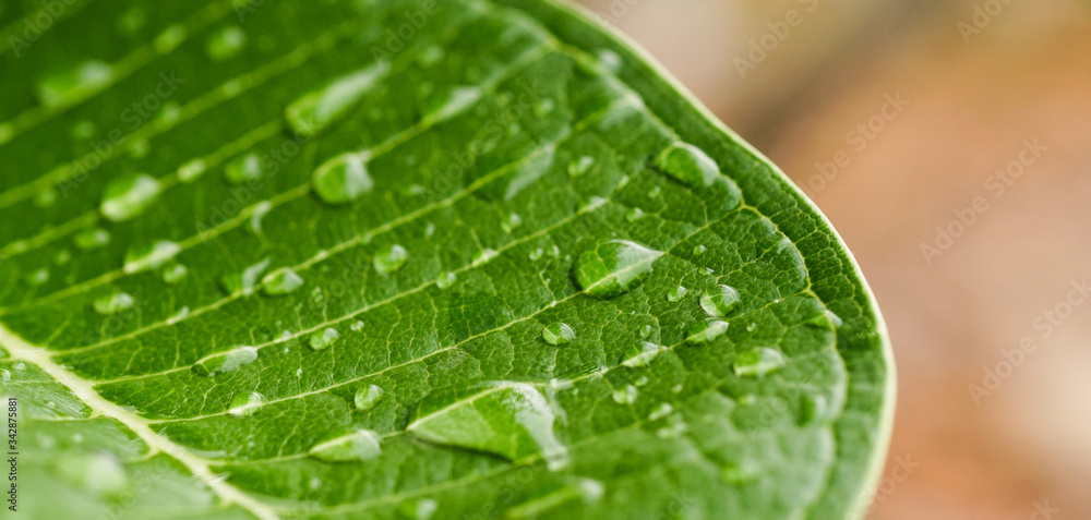 Water droplets on the leaves near the macro Water droplets on the leaves near the macro