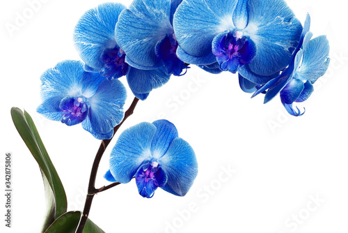 Orchids on white background close-up. Blue orchid on white background close up. Blue orchid flowers close-up. Blue orchid flowers studio photo. Branch of orchid horizontal photo