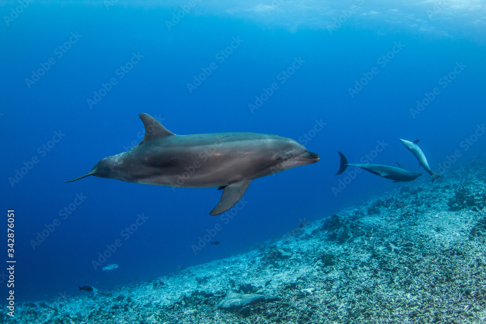 Obraz premium dolphins in the blue