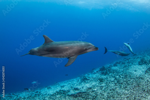 dolphins in the blue © Tropicalens
