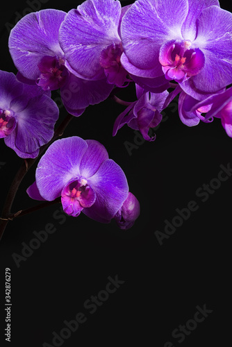 orchids on black background close-up  purple orchid on black background close up  purple orchid flowers close-up  purple orchid flowers studio photo