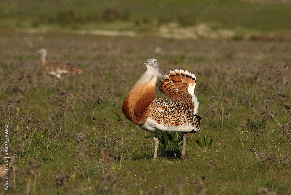 Adult male Great Bustard at first light in the morning at mating season, bustard, birds
