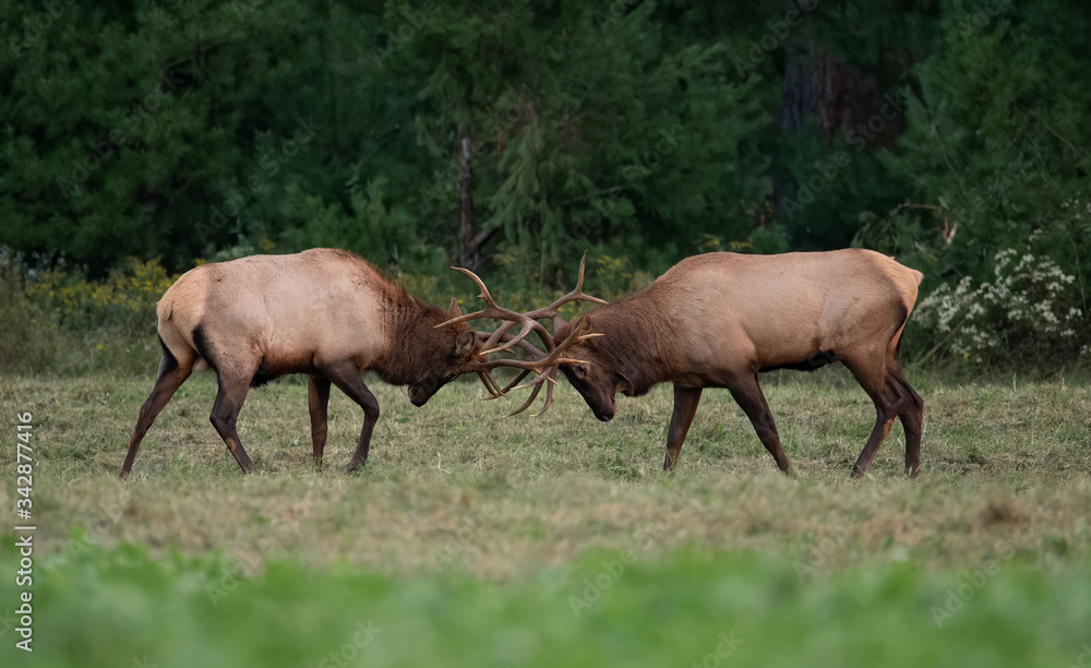 Fototapeta premium Elk fighting 