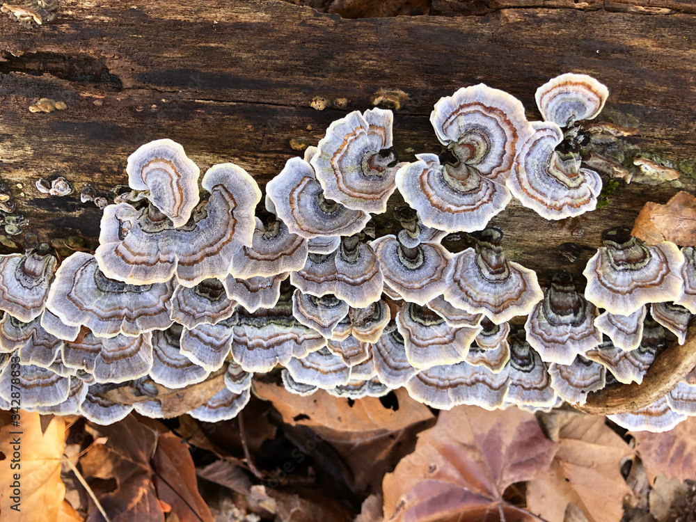 Lichens on a log in the woods with fall leaves - horizontal Lichens on a log in the woods with fall leaves - horizontal