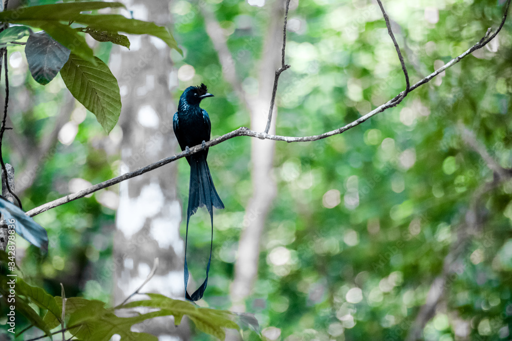 bird on a branch bird on a branch