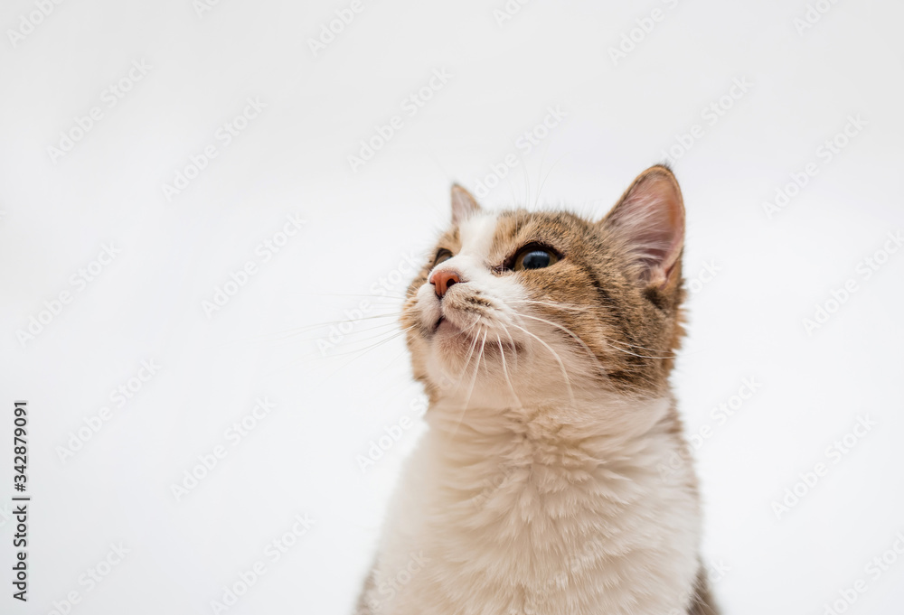Tabby cat on a white background. Copy space. Adult cat portrait.