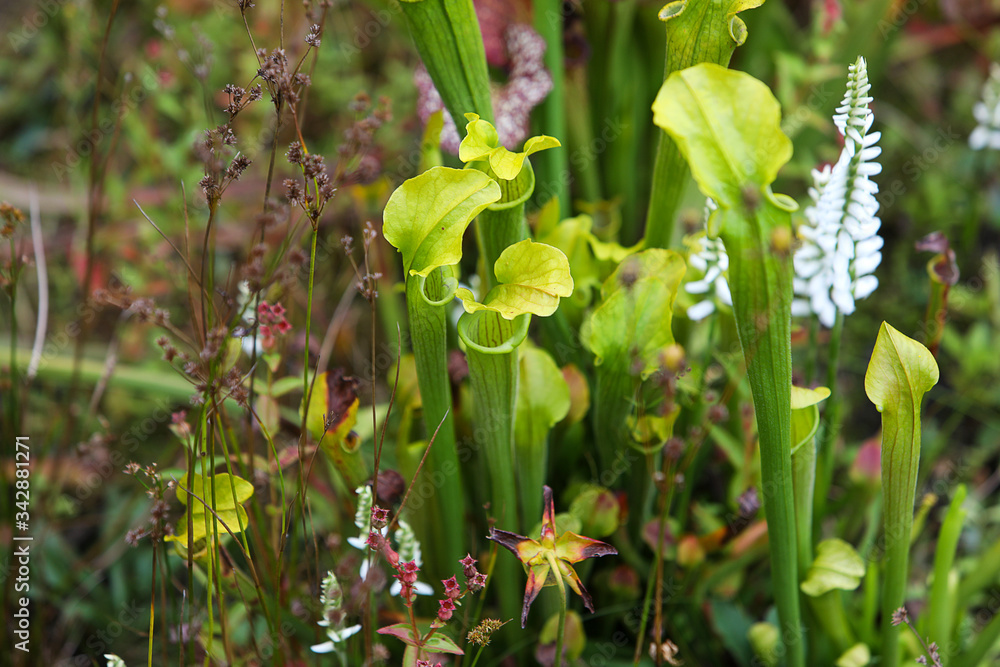The Carnivorous Pitcher Plants (Pale pitcher, Sarracenia alata) on the field with green and white grass and flowers, macro, autumn. The Carnivorous Pitcher Plants (Pale pitcher, Sarracenia alata) on the field with green and white grass and flowers, macro, autumn.
