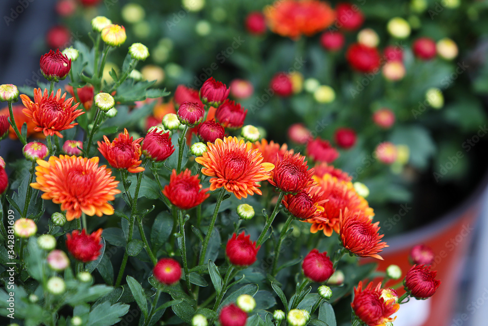 Vibrant red and orange Chrysanthemum (Hardy Mums) flowers, vivid green foliage and blurred plants . 