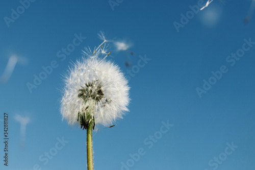 Dandelion on neutral sky background with seed flying away