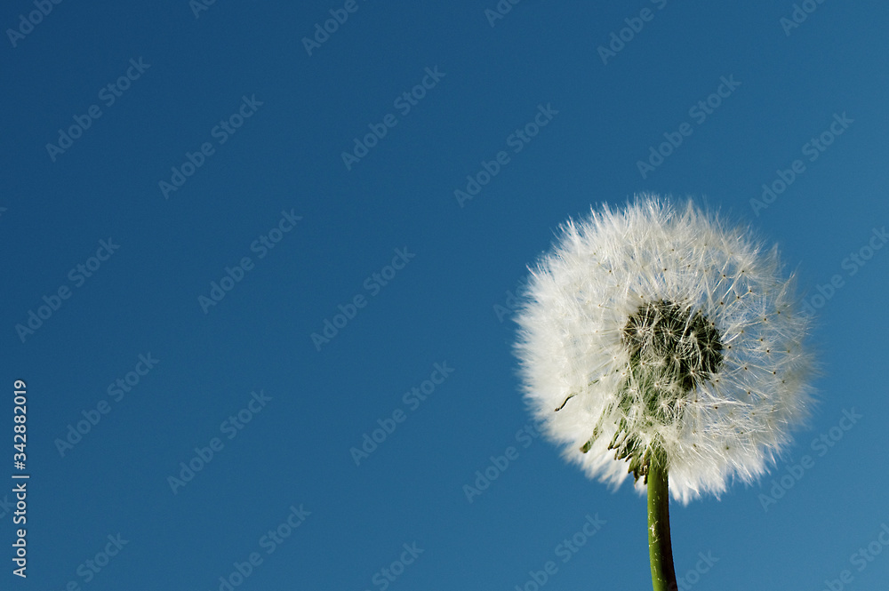 Dandelion on neutral sky background