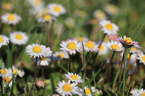 Daisy flowers in green grass