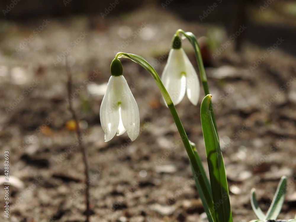 Beautiful spring forest snowdrops close-up Beautiful spring forest snowdrops close-up