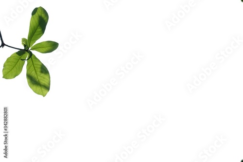 A twig of tropical plant leaves with su nlight on white isolated background for green foliage backdrop and copy space  photo
